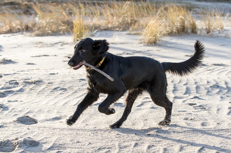 sylt 2013 4361_med_hr.jpeg