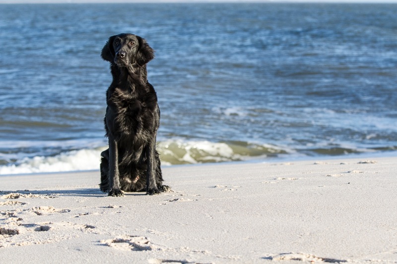 sylt 2013 4578_med_hr.jpeg