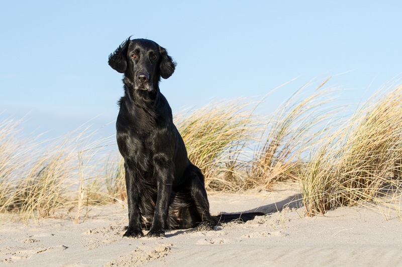 sylt 2013 4608_med_hr.jpeg