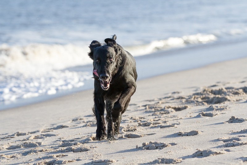 sylt 2013 4731_med_hr.jpeg